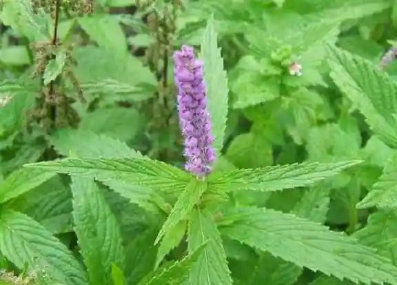 百草园暑湿之特效药香薷