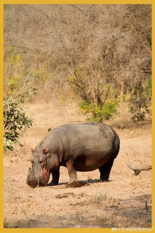 #做自然的朋友##世界河马日#