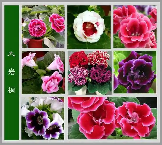 100种花名图册,收藏起来慢慢看,从此认花不求人