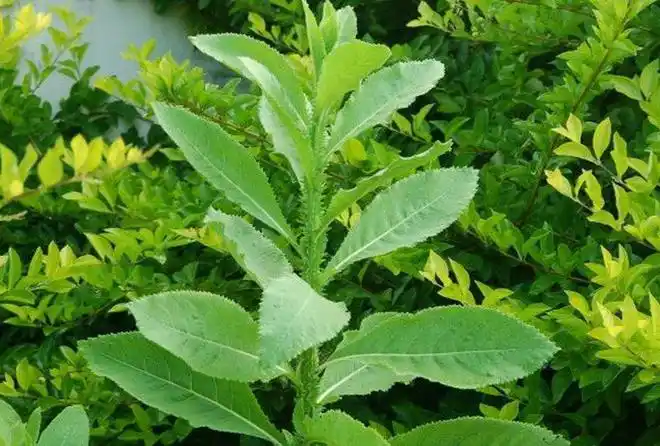 俗称百草王市场价格一斤三十多元若遇见别再忽略