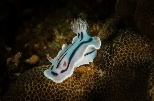 从基础讲起教你拍好海中最萌生物