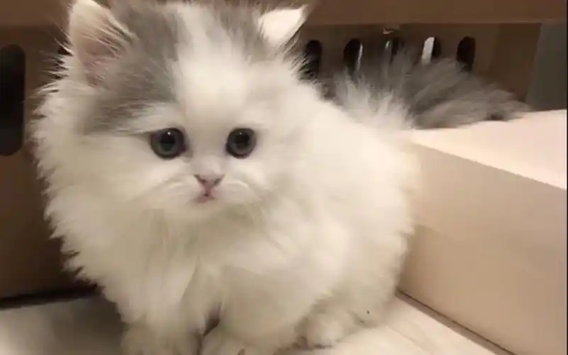 活动  超呆萌小奶猫,刚到家里有点小害羞,太可爱了