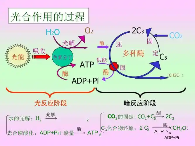 光合作用的意思_光合作用的生物学意义