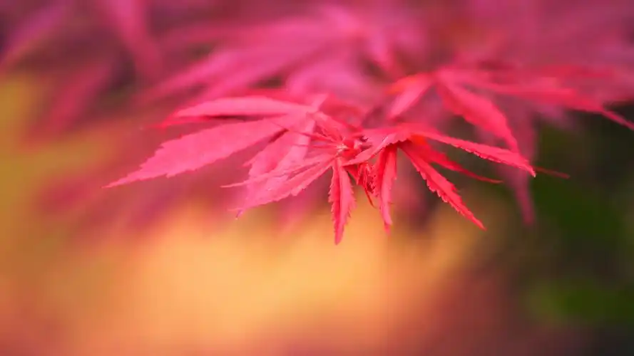 唯美高清枫叶摄影图片桌面壁纸