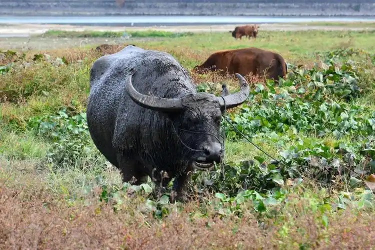 乌黑发亮壮硕的水牛,明年农历是牛年,先来一幅牛照.