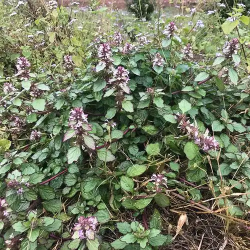 白毛夏枯草枯草新鲜破血丹苦地筋骨500g包邮草药其他药食同源食品