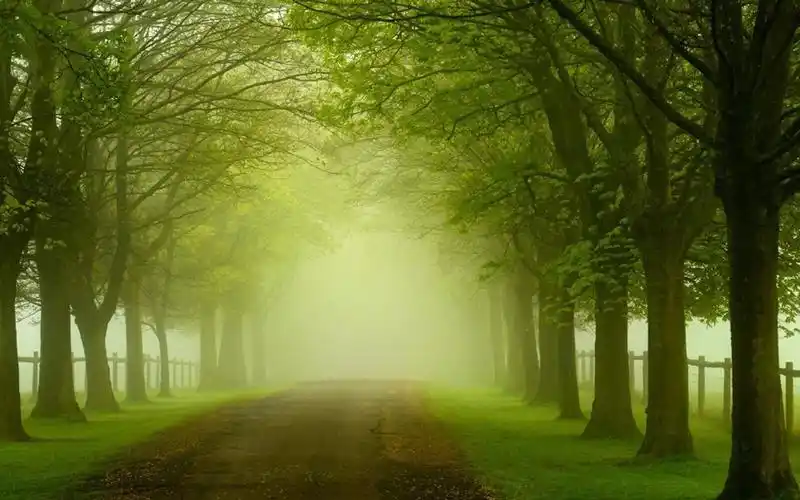 幽秘的森林小道自然风景桌面壁纸