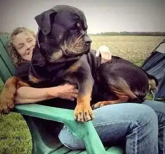 很多人都喜欢护主忠诚的狗狗,如果你想养一只这样的狗狗,推荐下面这几