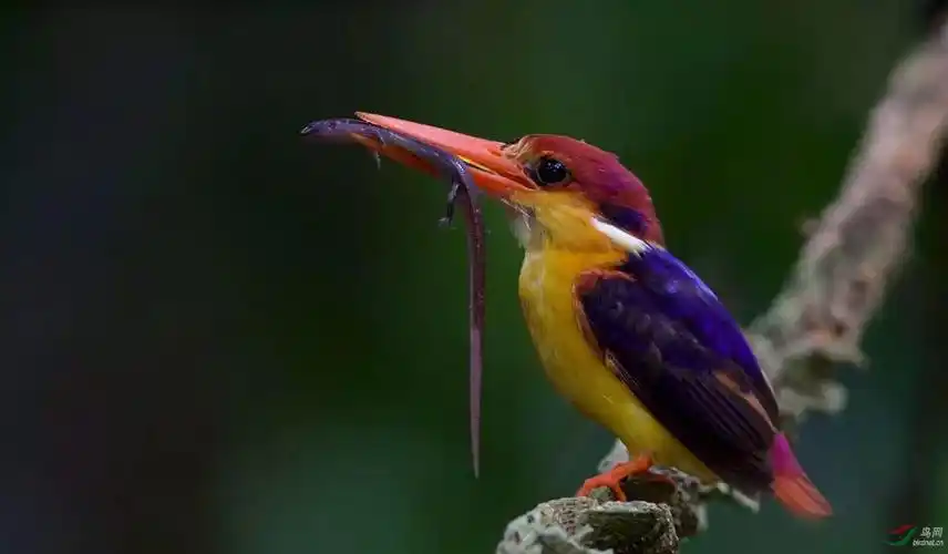 三趾黑背翡翠鸟1