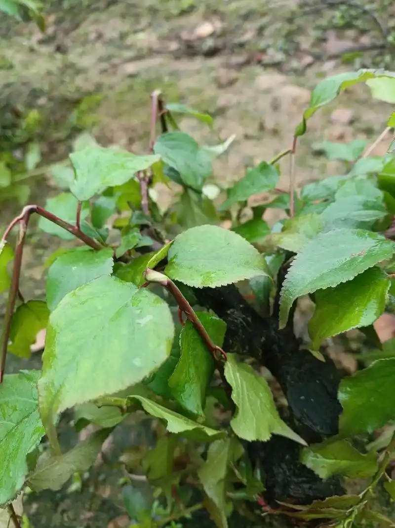 川派胡老独创的红梅蟹爪枝造型,经过多次的折弯实验,哈哈我成功