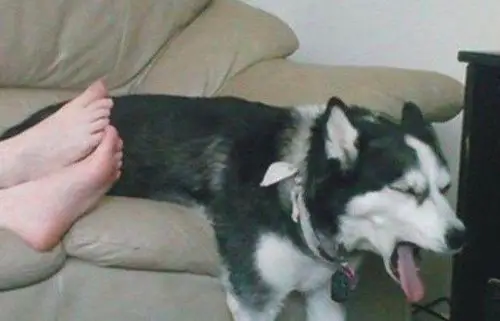 好奇地问一下,脚臭的人能闻到自己脚臭吗?