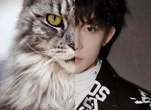 据说易烊千玺养了一只很像自己的缅因猫叫铁头