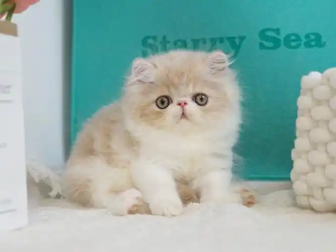 波斯猫加菲猫你们觉得值多少