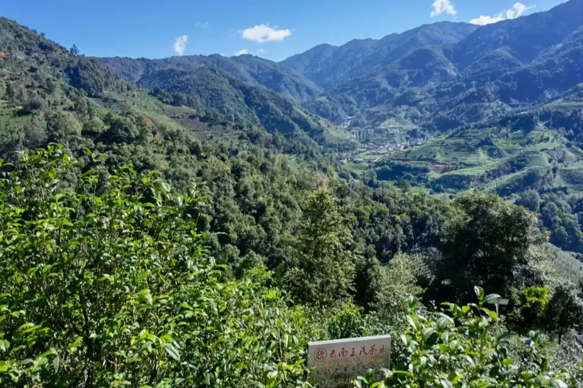 云南冰岛老寨,探秘普洱茶的圣地  冰岛老寨,这个被誉为普洱茶的圣地.