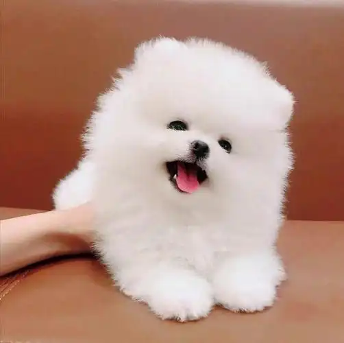 大家都知道,小狗是人类最忠诚的伙伴之一,它们的可爱行为常常让我们