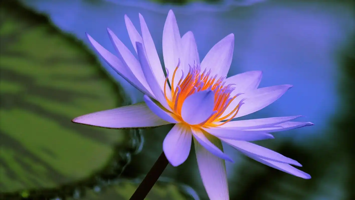 唯美的睡莲摄影图片高清宽屏壁纸-植物壁纸-壁纸下载-美桌网