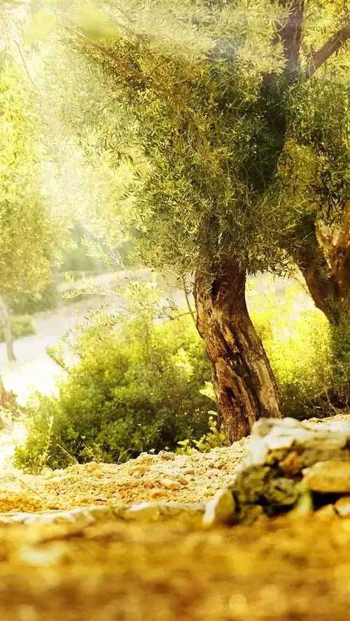 壁纸 美丽的夏天,树木,阳光 3840x2160 uhd 4k 高清壁纸, 图片, 照片