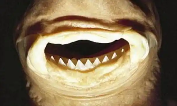 牙齿,有着"吃人鲨"这种恐怖外号的大白鲨,在海里其实也会怕另一种鲨鱼