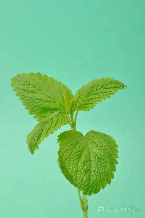 薄荷叶绿色背景上照片-正版商用图片1kap3i-摄图新视界
