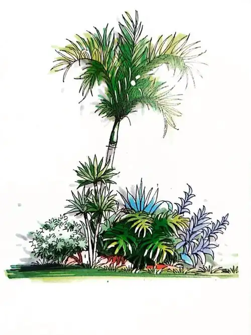 【风景园林手绘34】植物单体表现!小白必看
