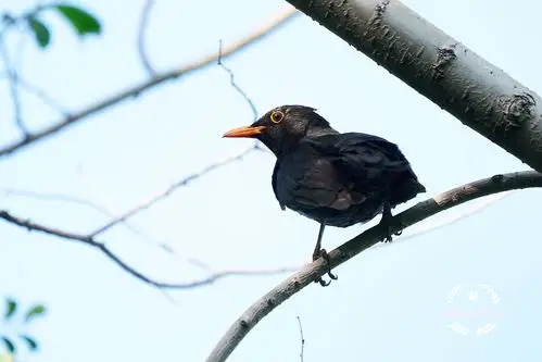 新疆,此行为寻鸟而来(上集)
