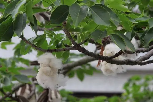 新手论坛 > 正文 4050142011-05-23 22:11 1楼 木棉花开过,结子了