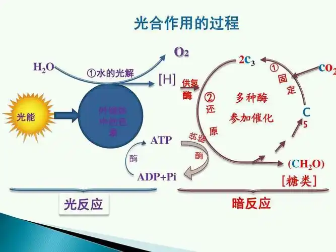 光合作用暗反应时co2中氧去向? - 知乎