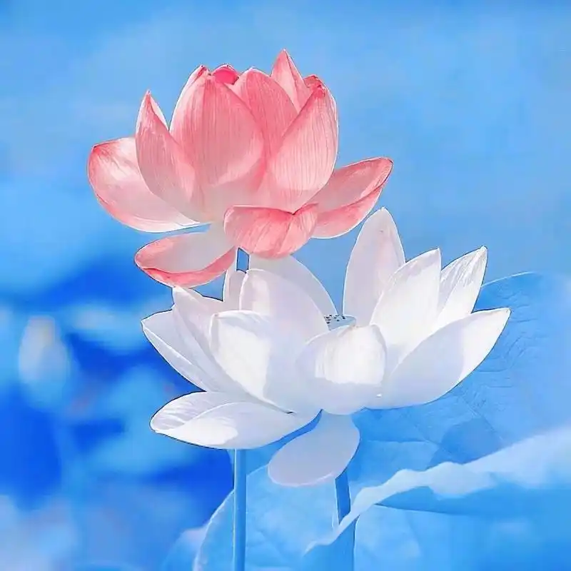 这才是气质女孩该用的头像,看完快艾特你最好闺蜜来换头像,莲花 - 抖