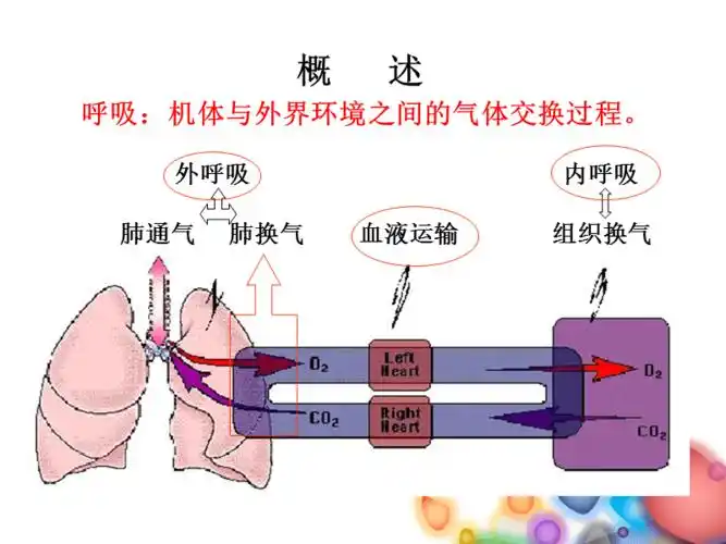 生理学课件5呼吸1