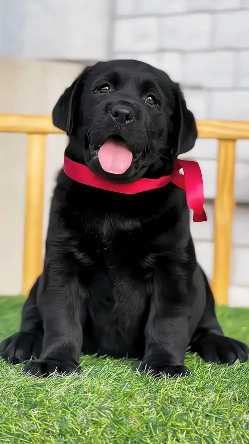 双血统纯黑色拉布拉多有要的吗全身没有杂毛胖嘟嘟