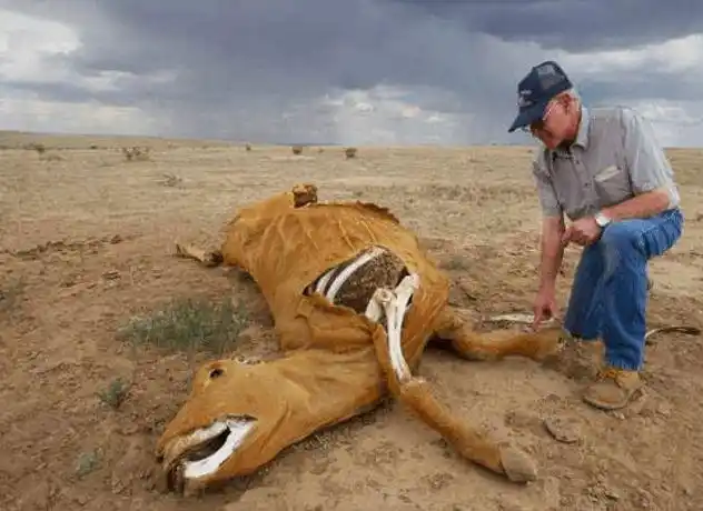 外星人所为上万头牛被神秘屠杀解剖精准超出人类理解背后原因指向超