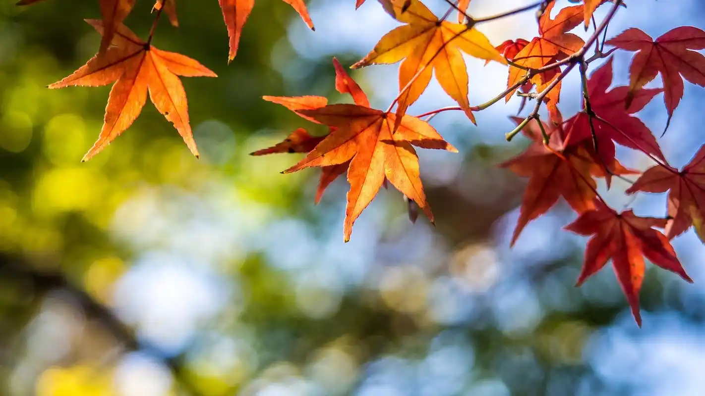 电脑壁纸 风景 景色唯美的秋天