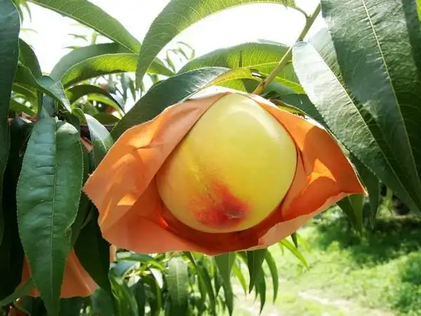 桃太郎从中迸出的圆滚「白桃」 台湾现在也吃得到