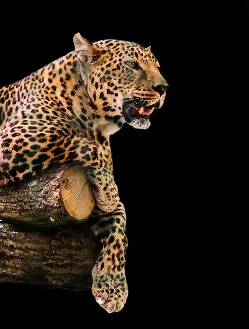 野生猎豹图片-豹子的日常习性素材-高清图片-摄影照片-寻图免费打包