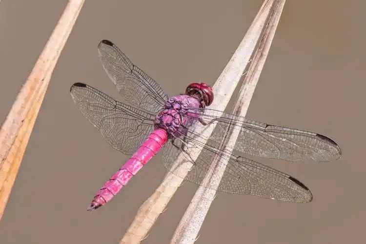 一只美丽的红蜻蜓1600x1200分辨率查看