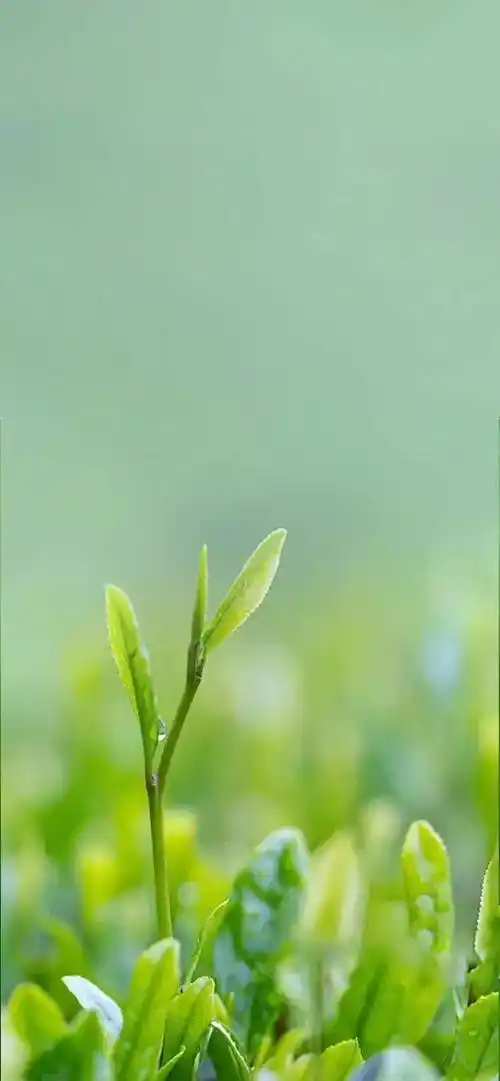 658_1423竖版 竖屏