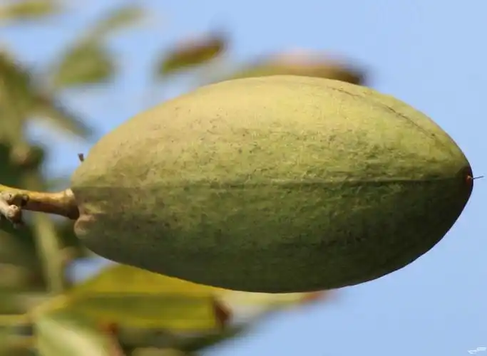 梅城又见异木棉结果了