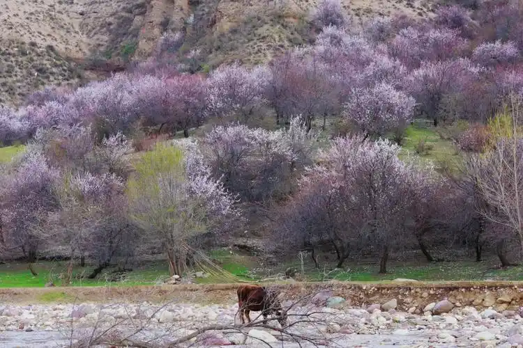 4.10新疆大西沟福寿山杏花实拍