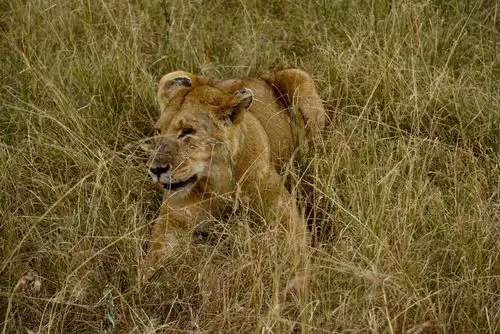 狮子主要分布于非洲撒哈拉沙漠以南的草原上,因此现在基本可以算是