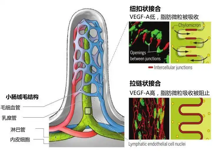 在最新研究中,eichmann团队发现,在乳糜管中的内皮细胞之间有一些特殊