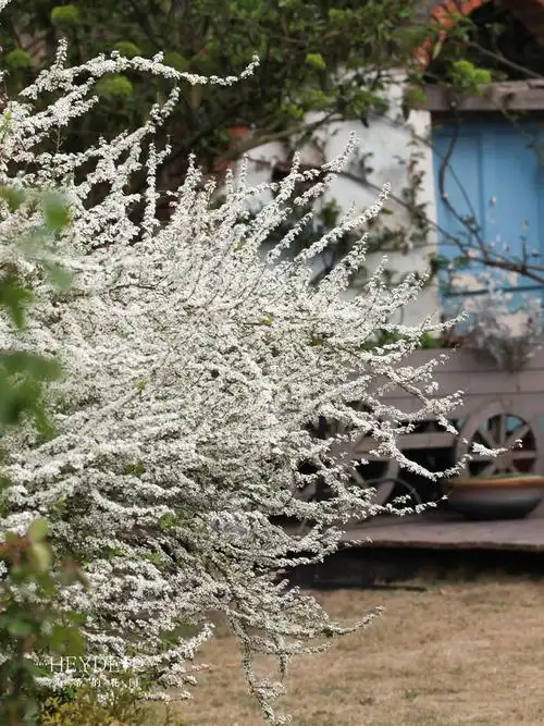 海蒂的花园 喷雪花 花灌木早春开花花量大室外庭院地栽植物花苗