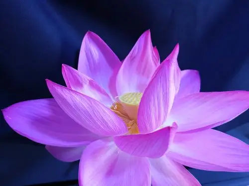 来生愿做一朵莲