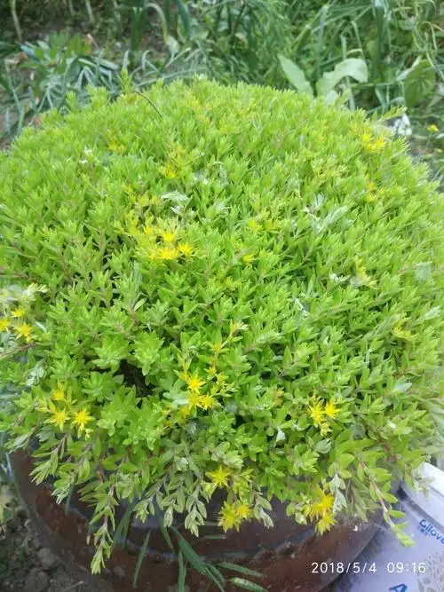 我家的叫垂盆草,你的叫丸叶景天,因为叶子是圆的,哈哈