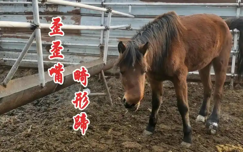 今天看见一匹马长得很奇怪,嘴巴是歪的,后蹄畸形,真少见!