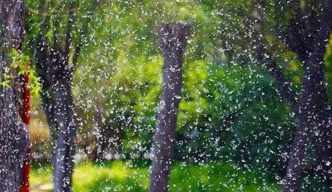 四月柳絮飞如雪,十二首有关柳絮的诗词,67飘进诗意的春天里!