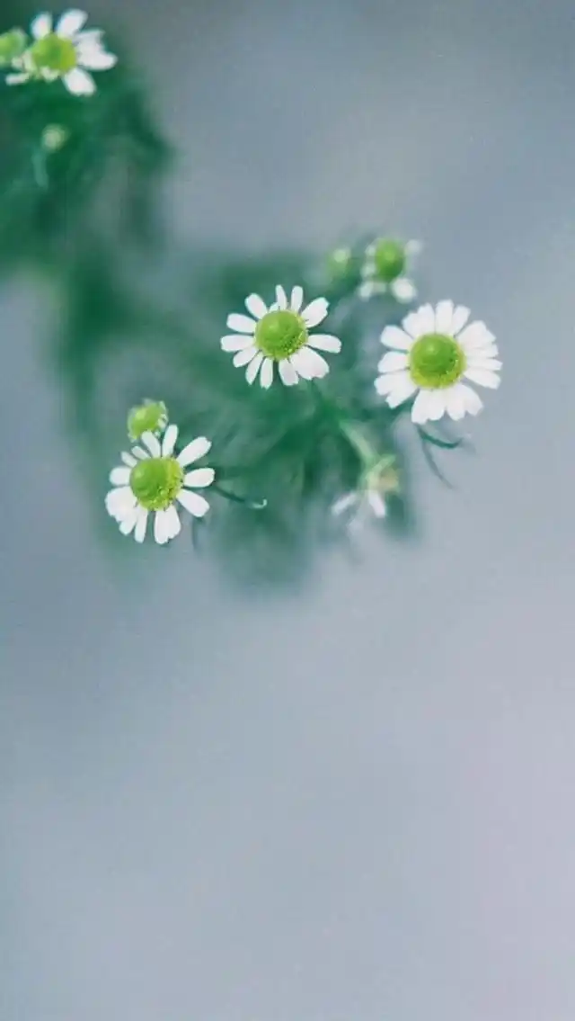 高清壁纸精选|唯美清新系列