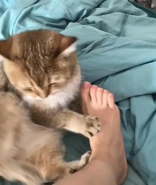 令猫咪痴迷的几种味道铲屎官的臭脚丫子居然也能上榜