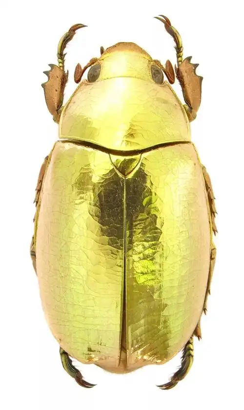 虫趣点滴这么美丽美味的金龟子你见吃过吗