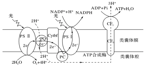 下图为类囊体薄膜上发生的光反应示意图psⅠ和psⅡ分别是光系统Ⅰ和光