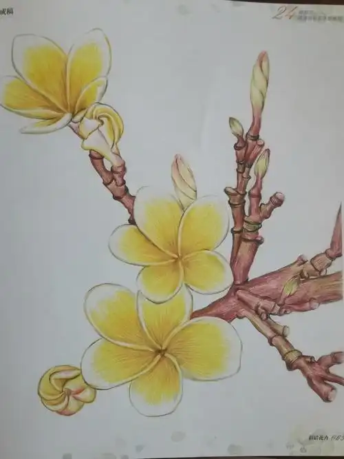 临摹彩铅画鸡蛋花